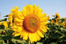 1182 Sunflower